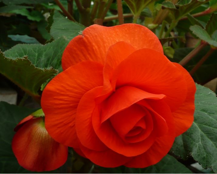 B. ‘Ian Thorn’